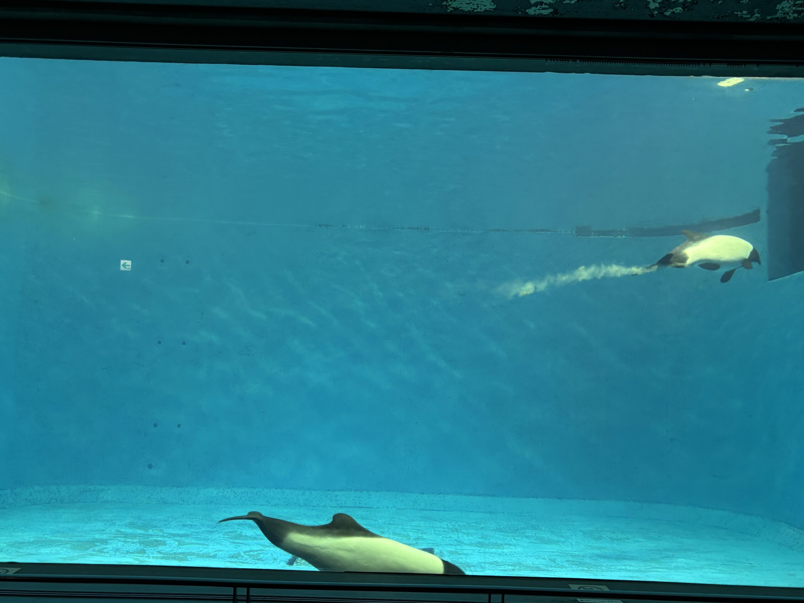 イロワケイルカ