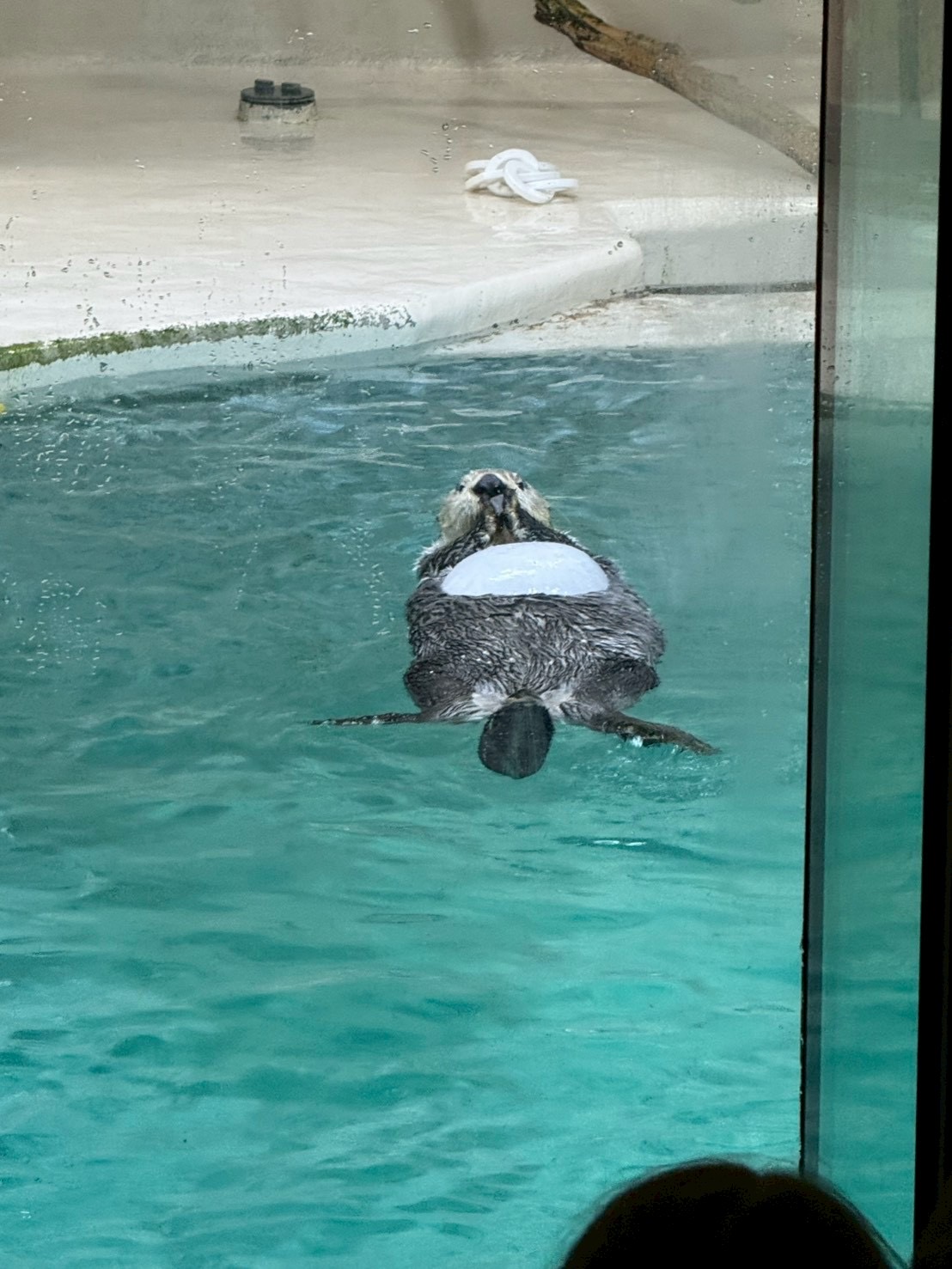 ラッコのメイちゃん