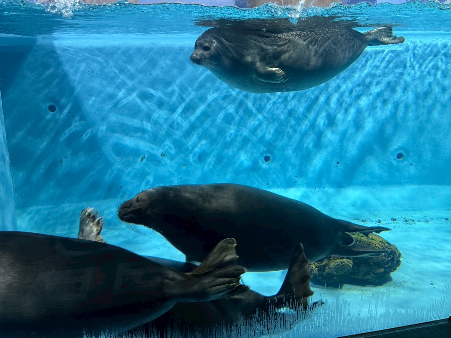 バイカルアザラシ