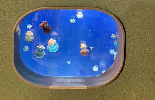 カラージェリー